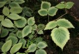 genus Rubus