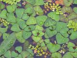 Trapella sinensis. Плавающие растения в сообществе с Salvinia natans, Persicaria amphibia. Приморский край, Черниговский р-н, окр. с. Вадимовка, старица р. Илистая. 26.07.2016.