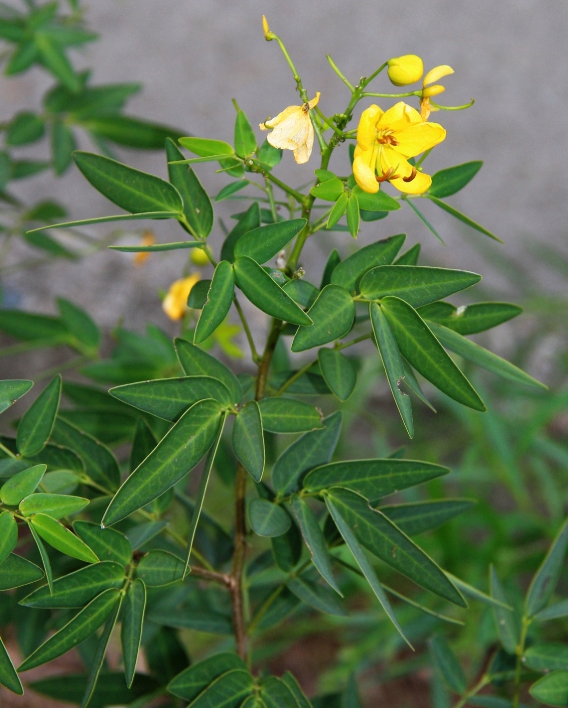 Image of Senna &times; floribunda specimen.