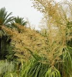 Beaucarnea recurvata