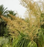 Beaucarnea recurvata. Соплодия. Испания, Андалусия, провинция Малага, г. Бенальмадена, парк La Paloma. Август 2015 г. .