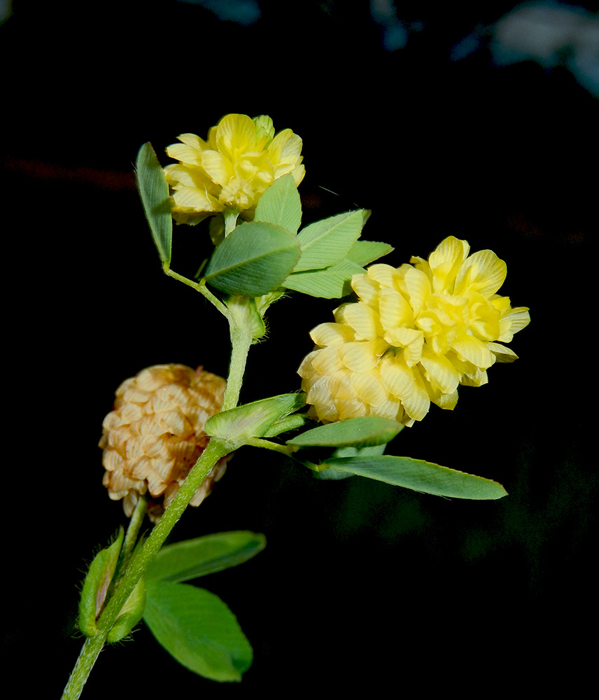 Image of Trifolium campestre specimen.