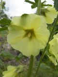 Alcea rugosa