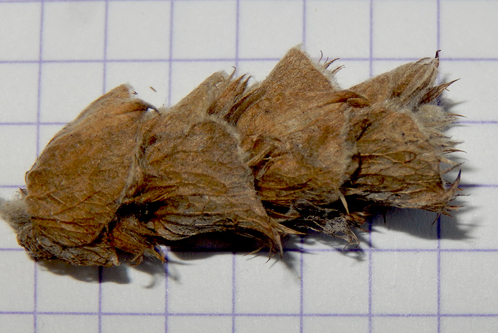 Image of Sideritis euxina specimen.