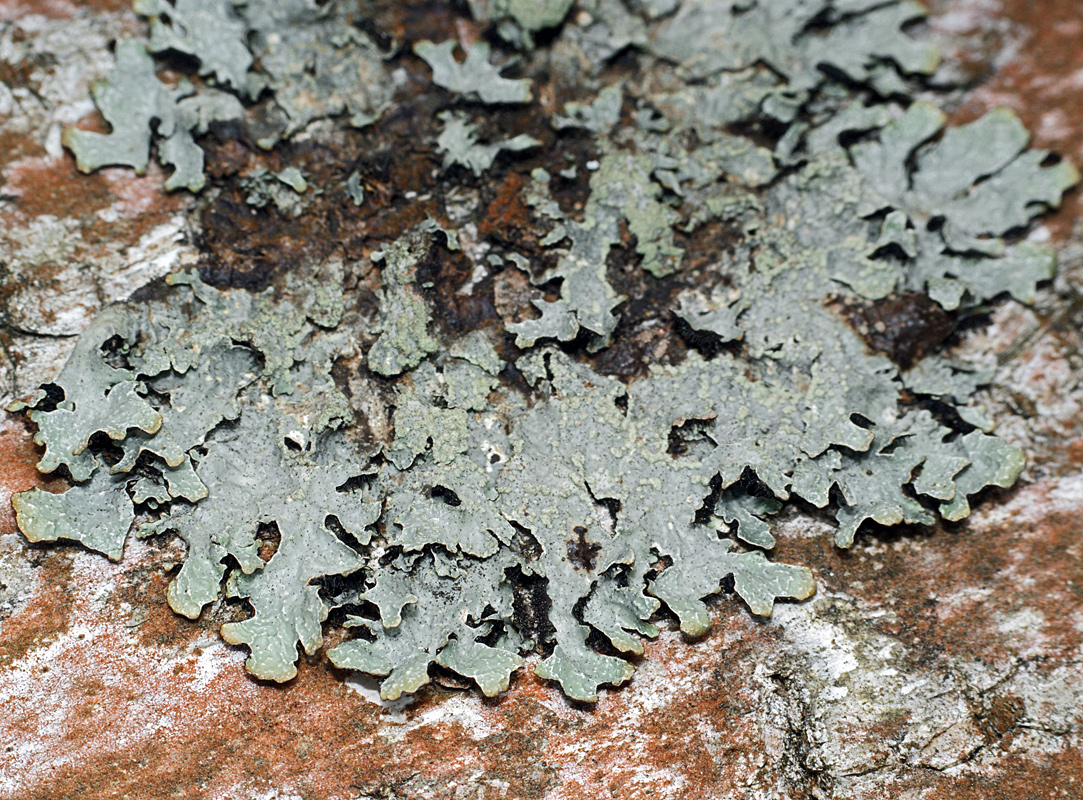 Image of Parmelia sulcata specimen.