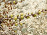 Larix cajanderi