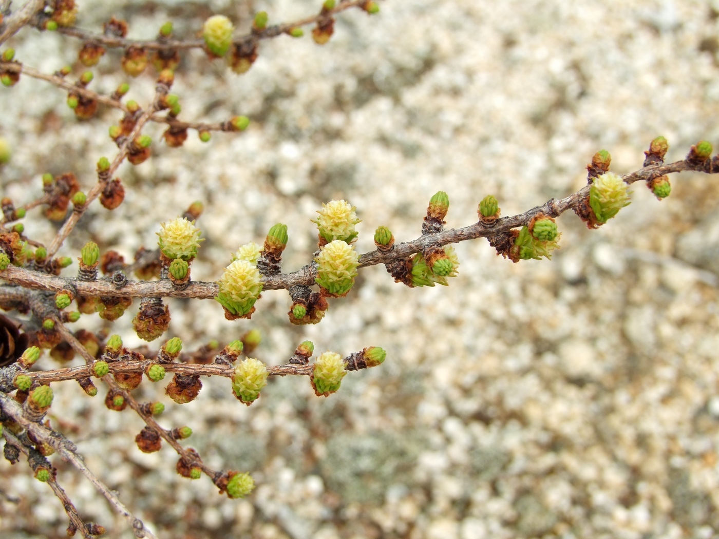 Изображение особи Larix cajanderi.