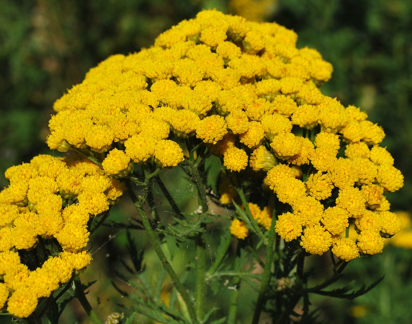 Image of Tanacetum pseudachillea specimen.