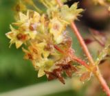 Alchemilla omalophylla. Ветвь соцветия с плодами. Алтай, Семинский перевал. 25.08.2009.