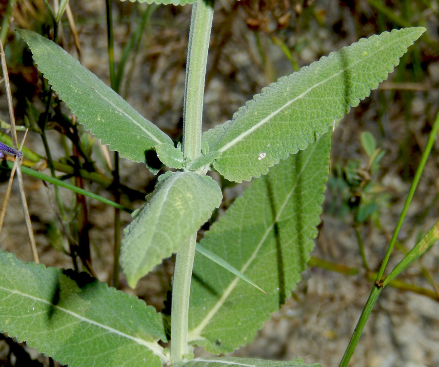 Изображение особи Salvia tesquicola.