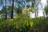 Primula pallasii