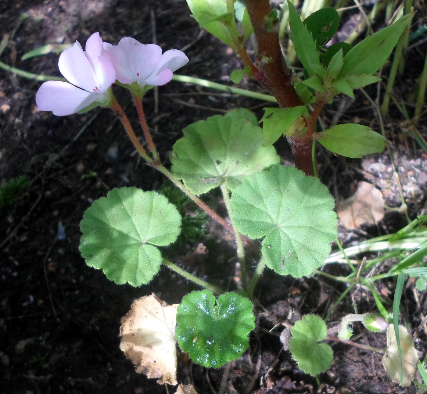 Изображение особи Pelargonium hortorum.