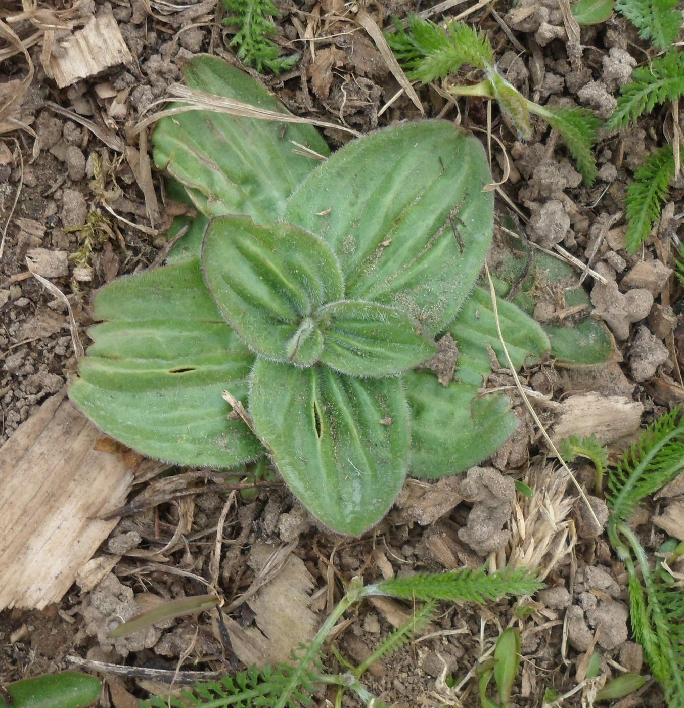 Изображение особи Plantago media.