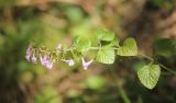 Clinopodium menthifolium