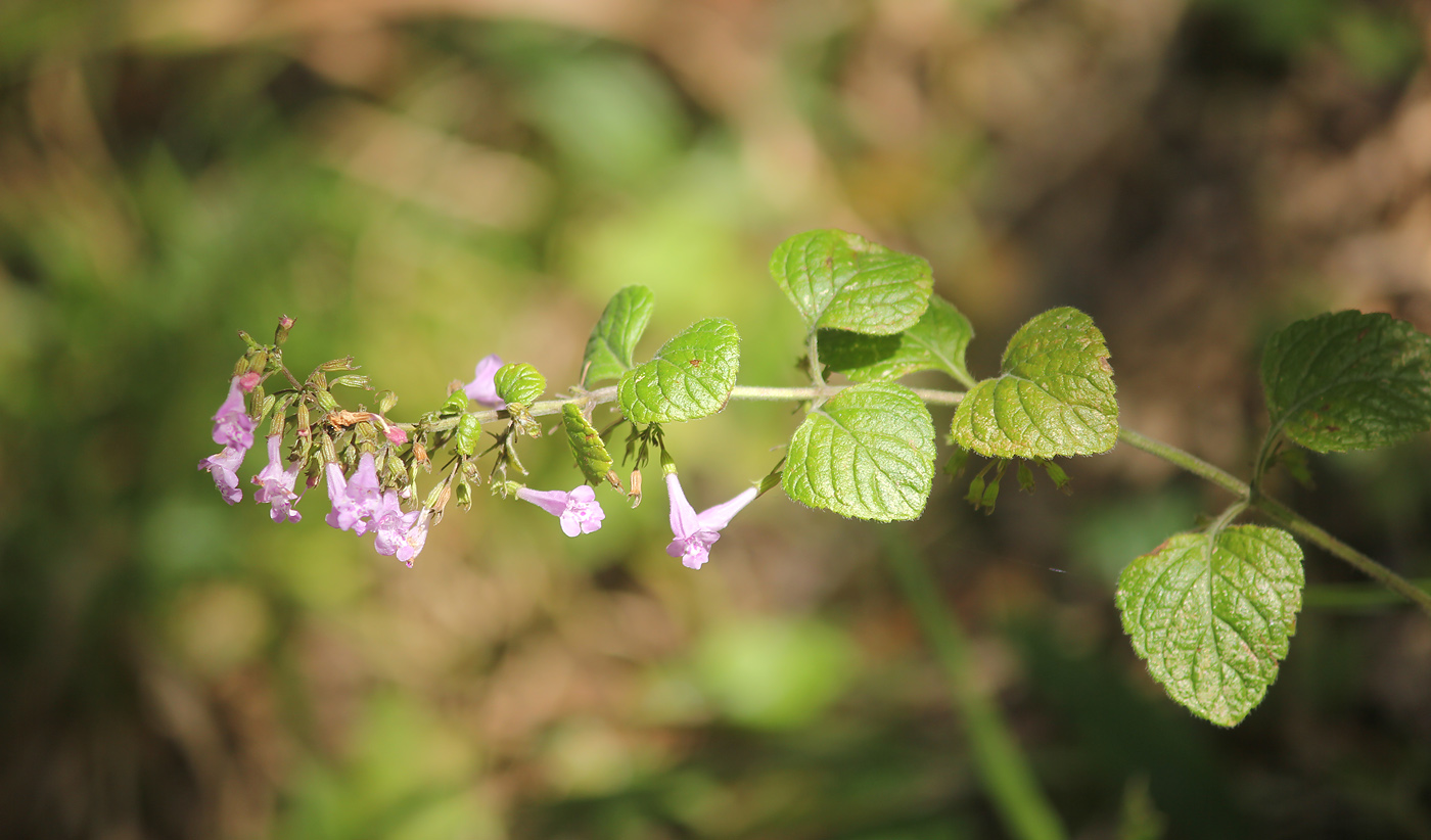 Изображение особи Clinopodium menthifolium.