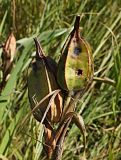 Iris halophila. Незрелое соплодие с повреждённым плодом-коробочкой. Восточный Казахстан, Уланский р-н, окр.с. Украинка. 23.08.2014.
