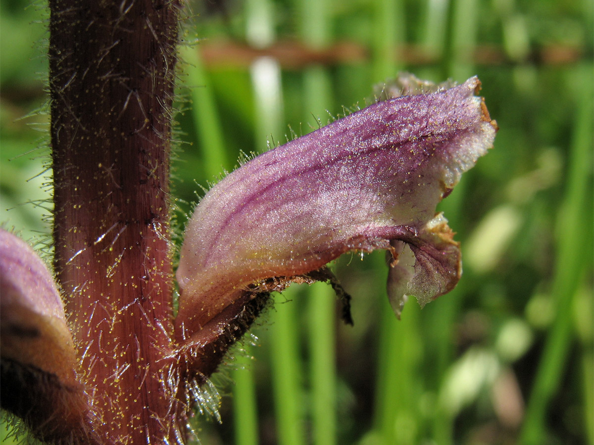 Image of Orobanche minor specimen.