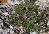 Asperula caespitans