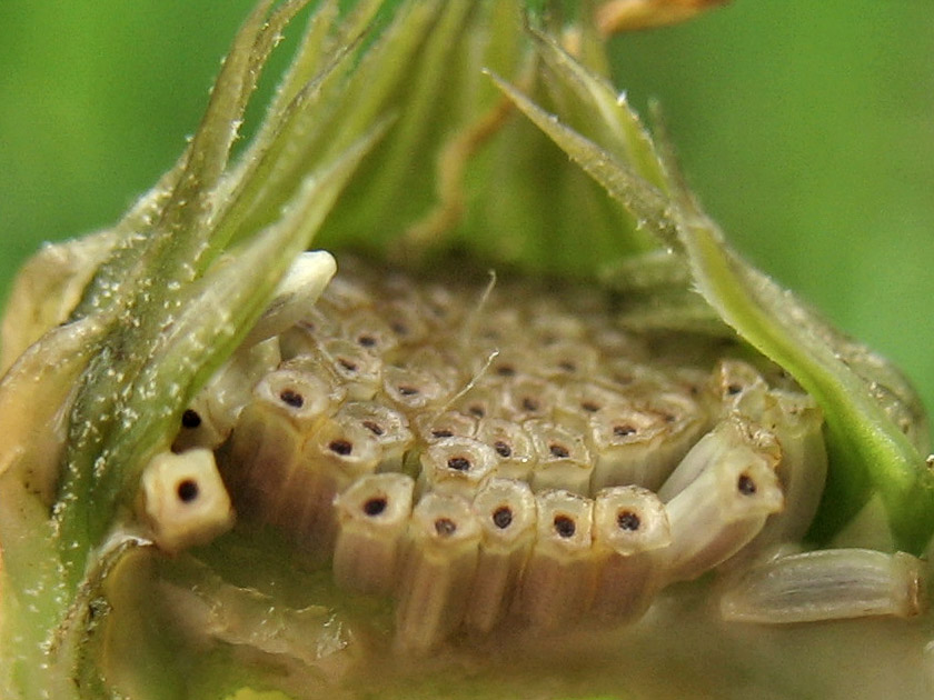 Image of Arnoseris minima specimen.