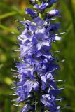 Veronica spicata. Часть соцветия. Донецк, склон балки. 22.06.2016.