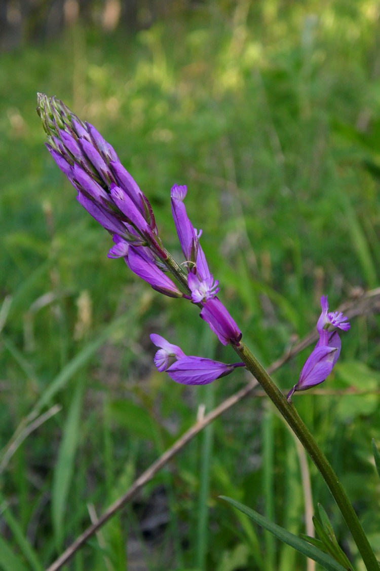 Изображение особи Polygala major.