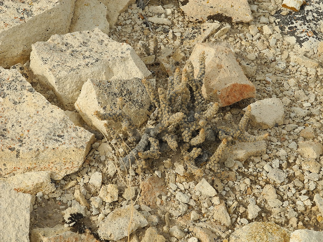 Image of Nassauvia glomerulosa specimen.