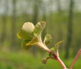 Chrysosplenium pilosum