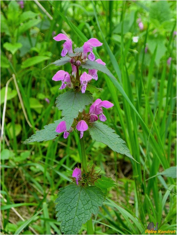 Image of Lamium maculatum specimen.