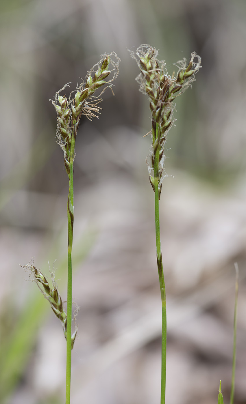 Image of Carex rhizina specimen.