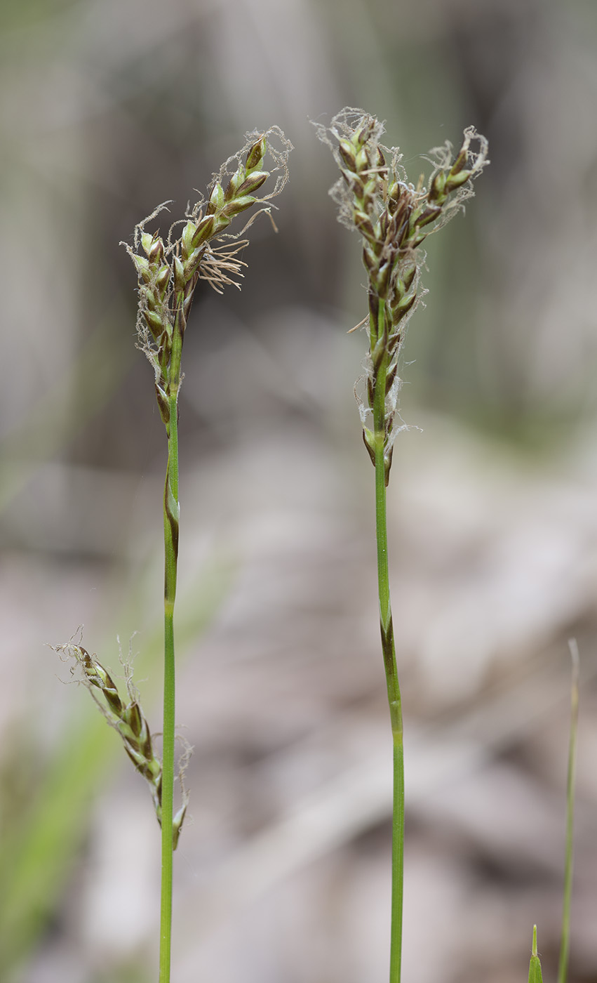 Изображение особи Carex rhizina.