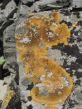Caloplaca aurantia