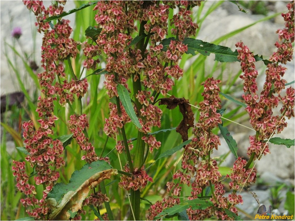 Изображение особи Rumex crispus.