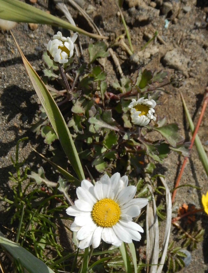 Image of Arctanthemum arcticum specimen.