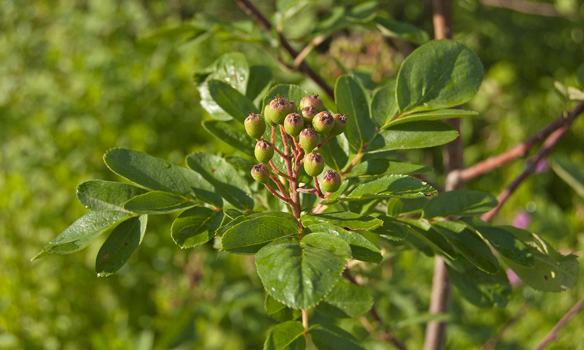 Image of &times; Crataegosorbus miczurinii specimen.