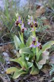 Ophrys oestrifera