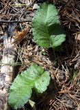 Betonica officinalis. Молодые листья. Башкирия, окр. Белорецка, гора Мраткина. Сосновый лес. Последняя декада апреля.