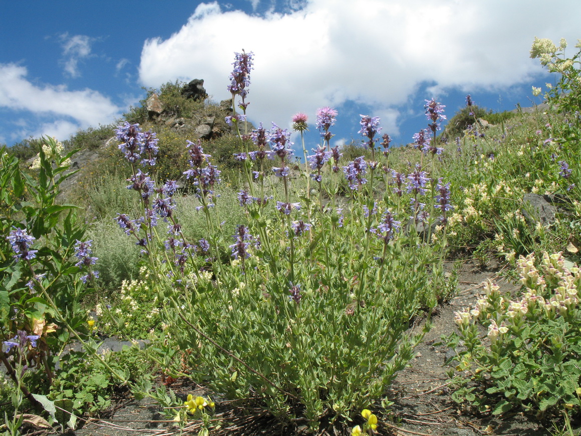 Image of Nepeta mariae specimen.