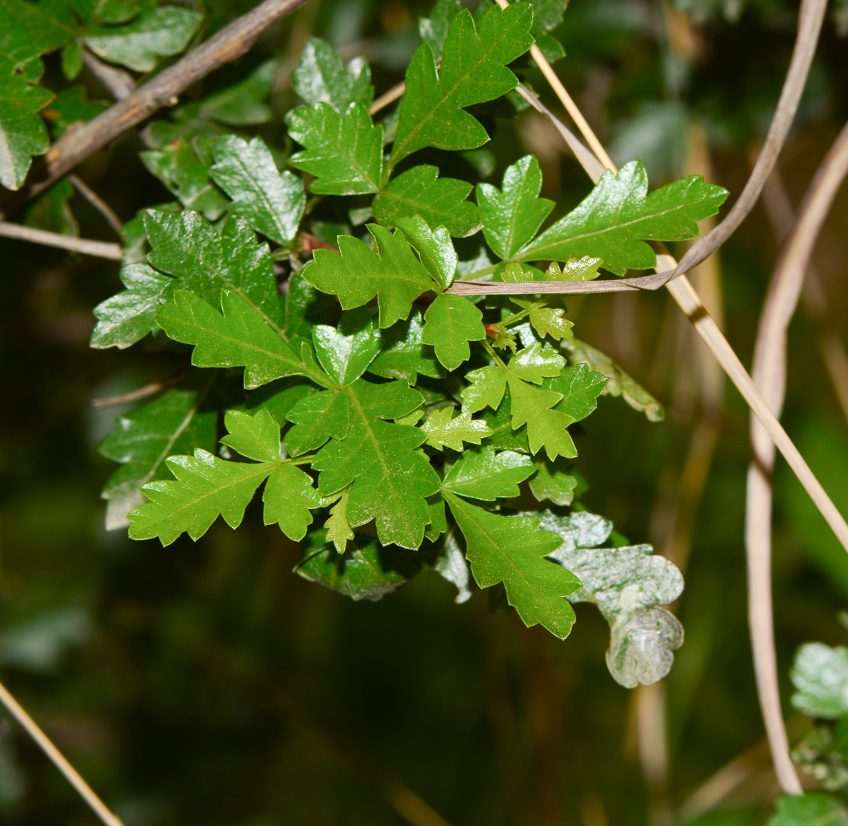 Image of Searsia tripartita specimen.