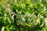 Borago officinalis