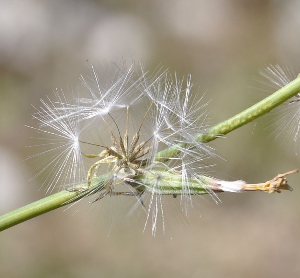 Изображение особи Chondrilla juncea.