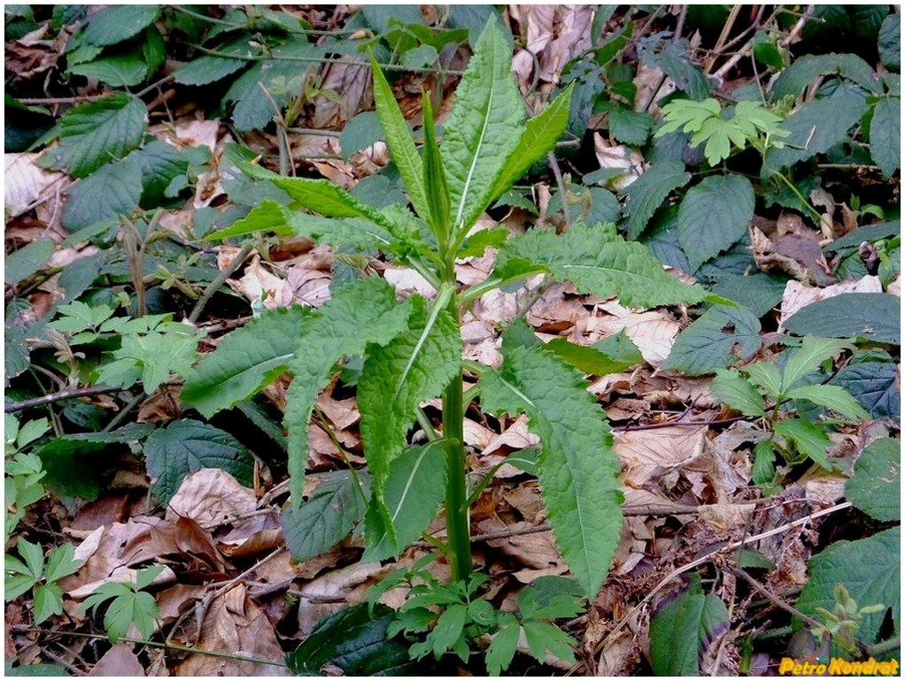 Image of Senecio nemorensis specimen.