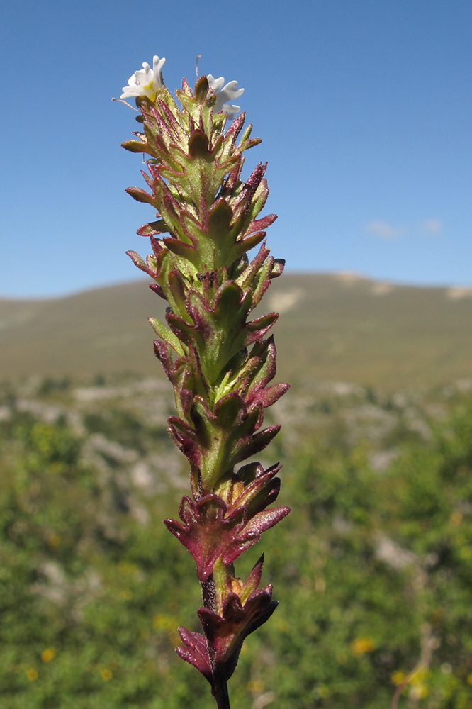 Изображение особи Euphrasia ossica.