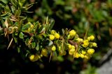 Berberis cretica. Цветущая веточка. Греция, о-в Крит, ном Ханья (Νομός Χανίων), дим Сфакион (Δήμος Σφακίων), горный массив Лефка Ори (Λευκά Όρη), 1650 м н.у.м., каменистый склон. 21 июня 2017 г.