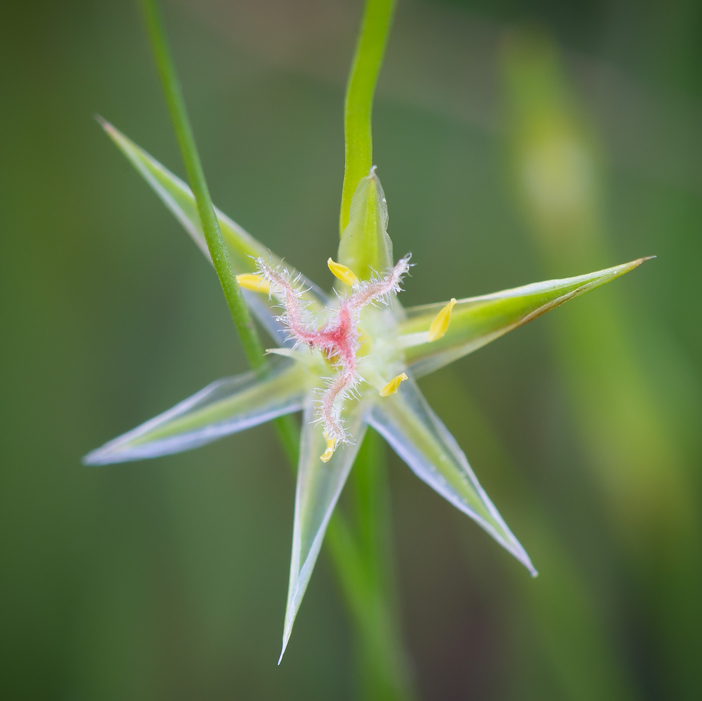 Изображение особи Juncus bufonius.