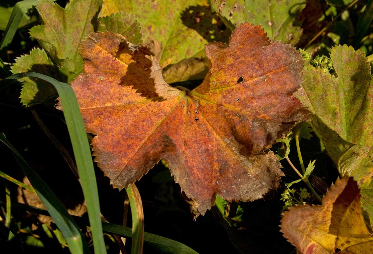 Изображение особи род Alchemilla.