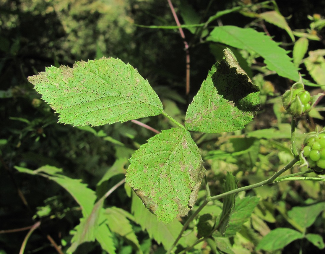 Изображение особи Rubus caesius.