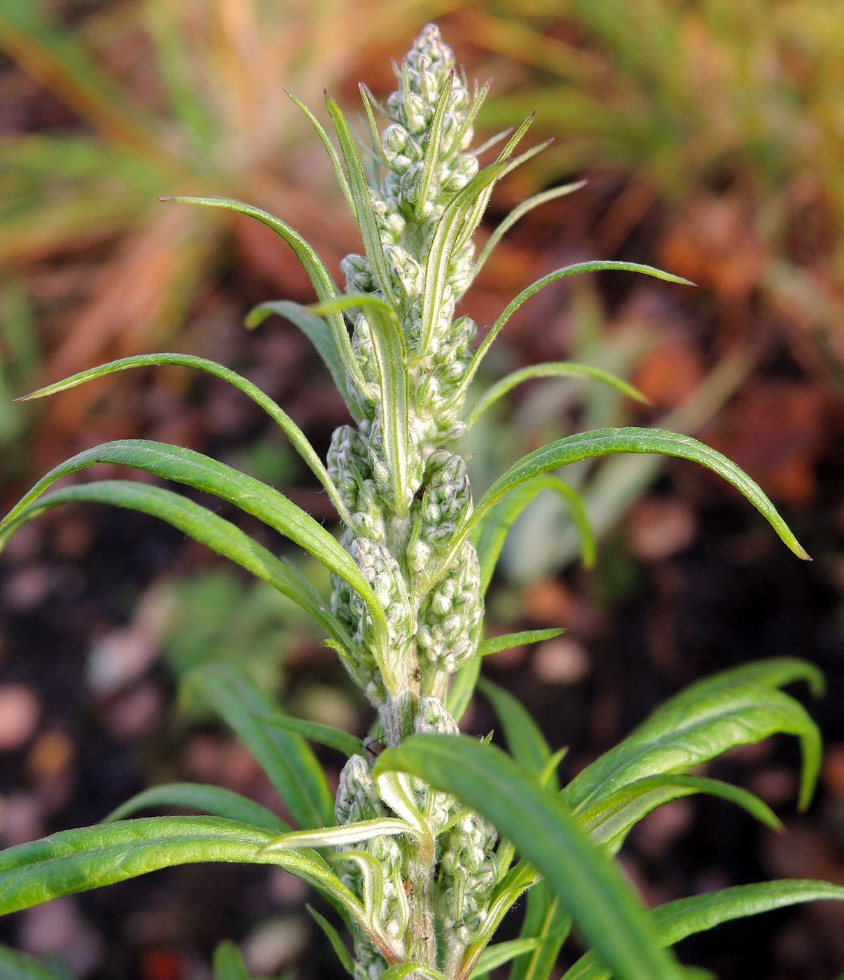 Изображение особи Artemisia vulgaris.