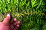Polystichum aculeatum