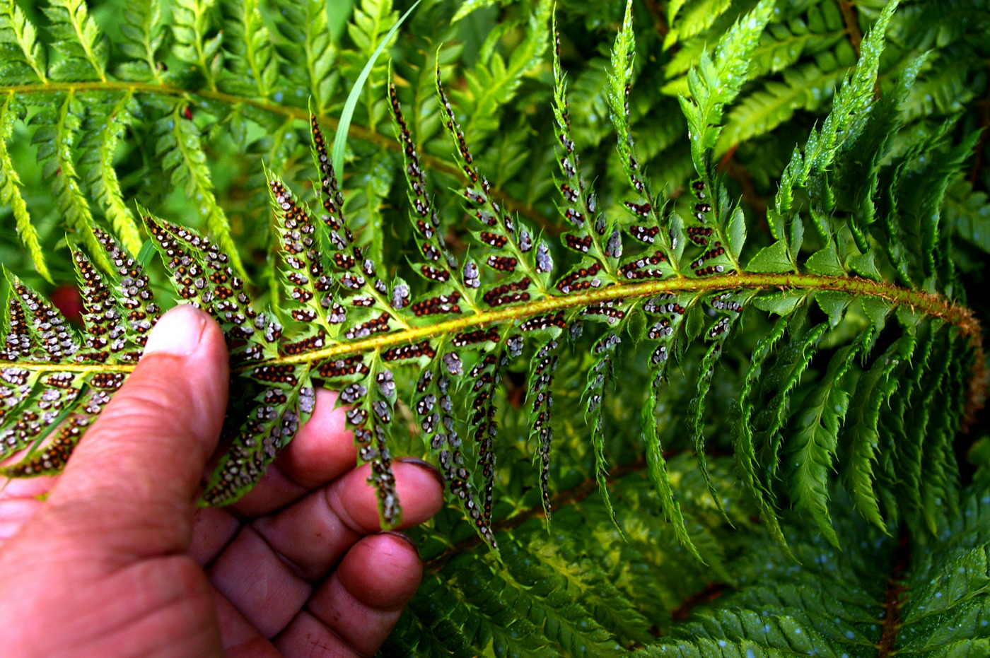 Image of Polystichum aculeatum specimen.