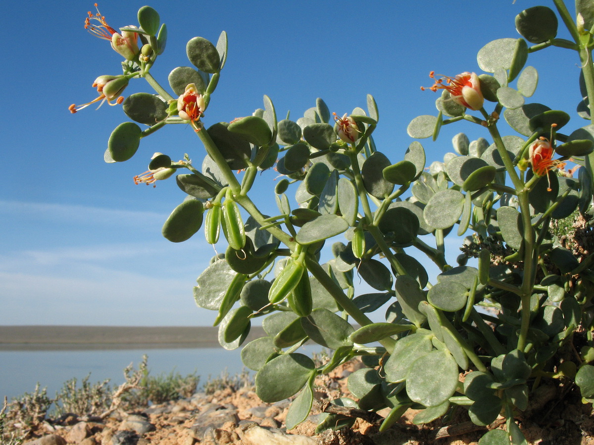 Изображение особи Zygophyllum iliense.